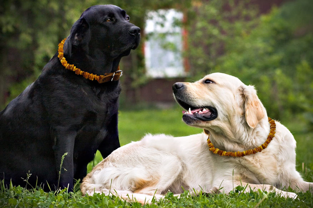 Baltic Amber Dog & Cat Collar with Adjustable Leather Strap - Raw Knotted Amber Beads (40-45cm)