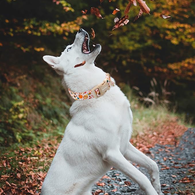 Astdogio Fall Woodland Dog Collar, Playful Squirrel & Pumpkin Print on White Collar for Small Medium Large Dogs, Breathable, Adjustable & Comfortable Puppy Collar for Fall Walks & Pet Photos-XS