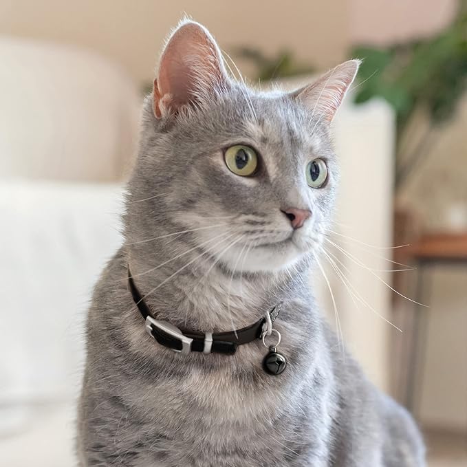 CollarDirect Leather Cat Collar with Bell - Kitten Collar, Small and Big Cat Collar for Boy Cats, Girl Cats with Safety Elastic Strap (Neck Fit 6"-7", Black)