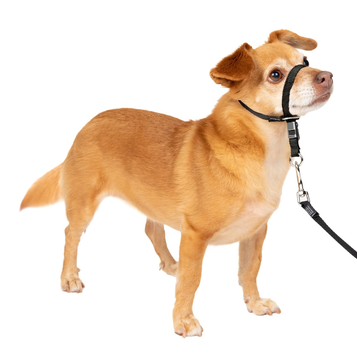 PetSafe Gentle Leader No Pull Dog Headcollar, Apple Green, Medium