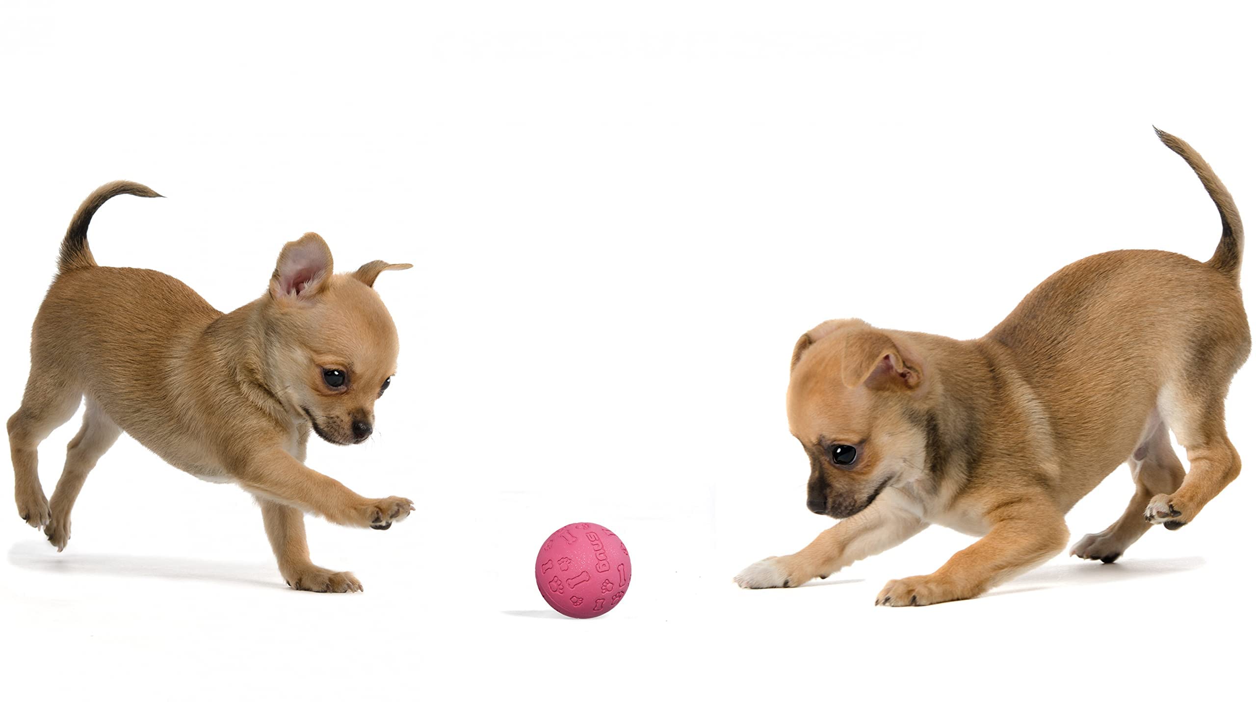 Snug Rubber Dog Balls for Small and Medium Dogs - Tennis Ball Size - Virtually Indestructible (3 Pack - Pink)