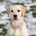 WHIPPY Leather Dog Collar for Small Medium Large Dog Adjustable Soft Breathable Leather Padded Puppy Collar with Alloy Buckle Heavy Duty Waterproof Classic Dog Pet Collar,Pink,M