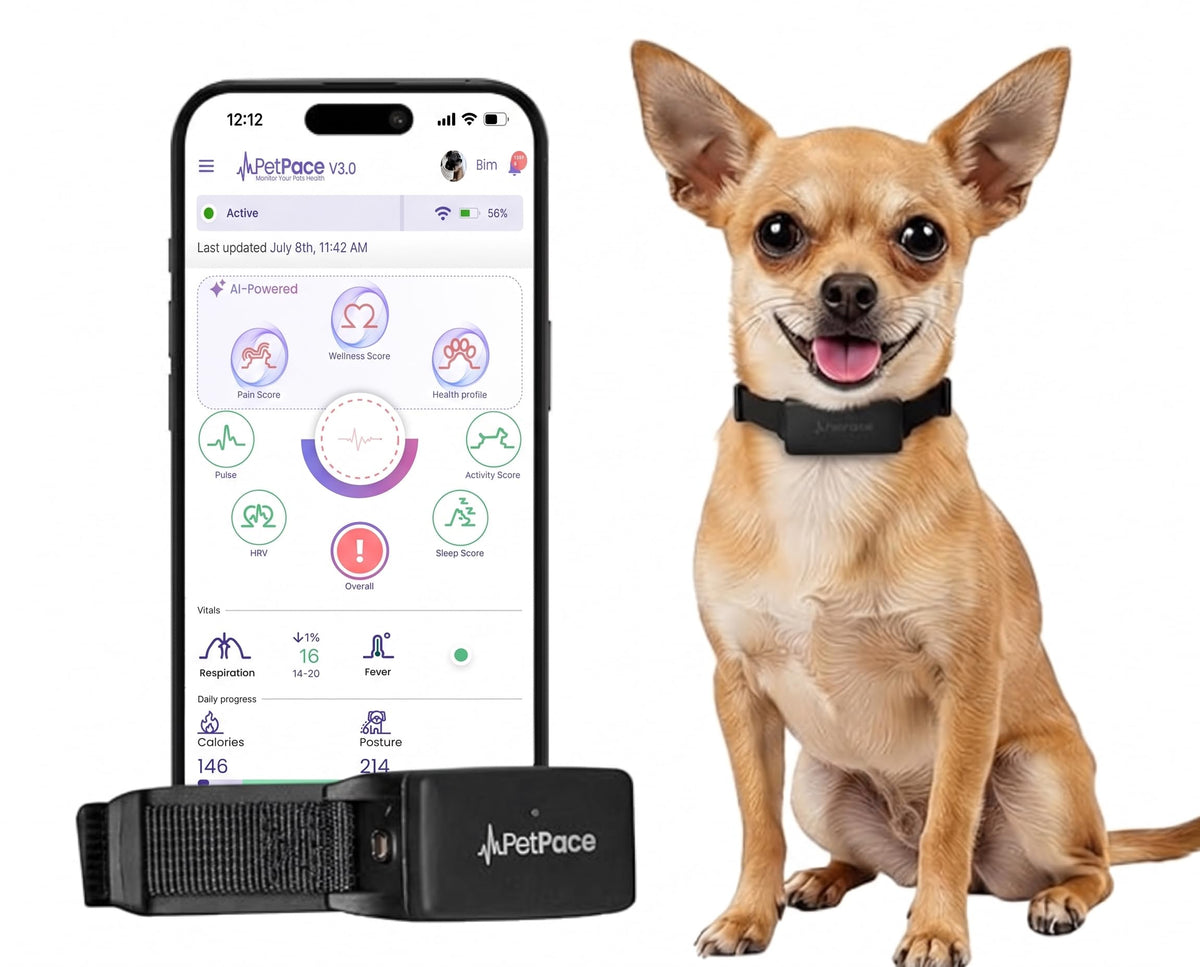 PetPace V3.0 Dog Health Monitor – AI Health Collar with 24/7 Vital Signs Tracks Pain GPS, Telehealth AskaVet & Share with Your Vet & Apple Watch Sync – Subscription Required (Medium)
