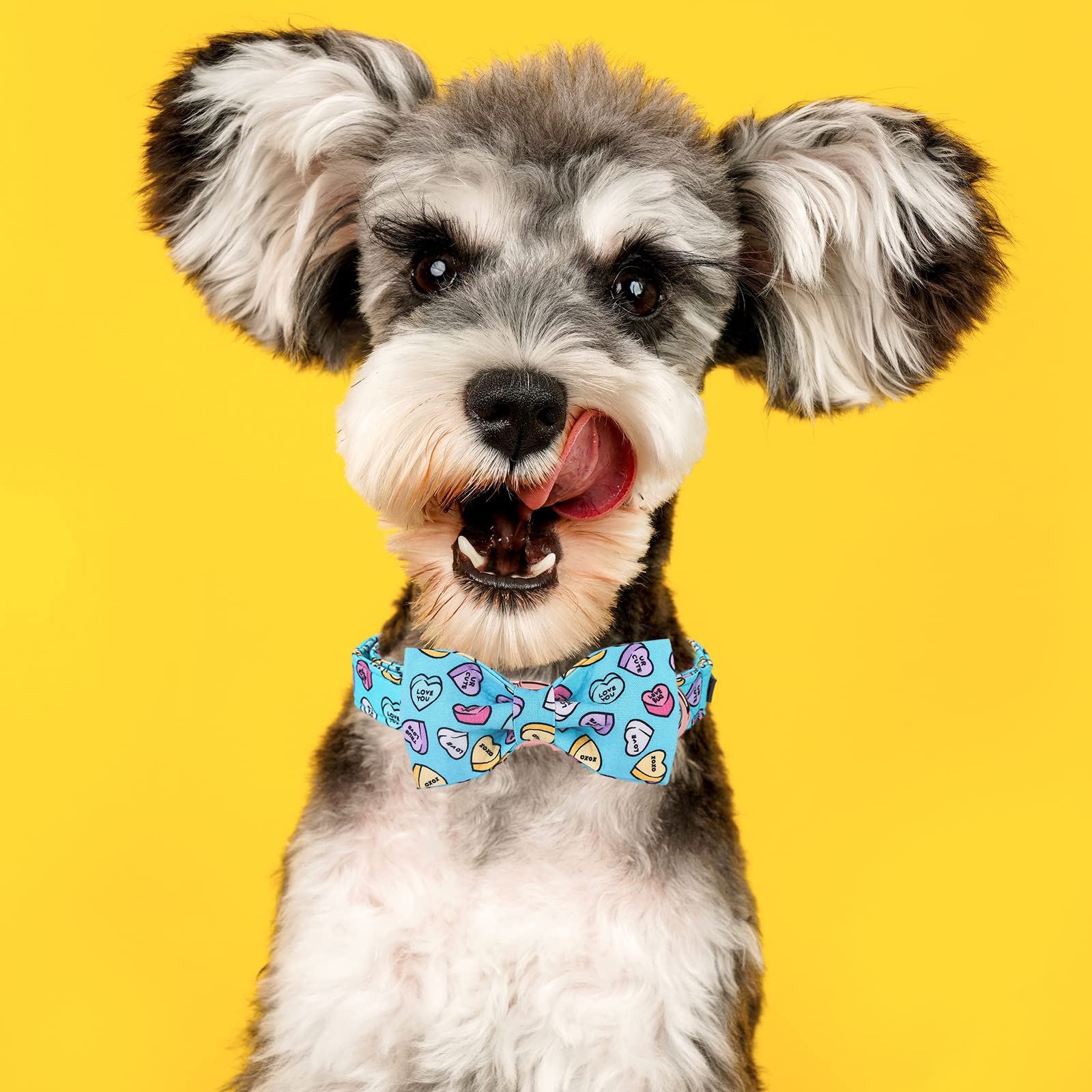MR. CHUBBYFACE Valentine's Dog Collar with Bowtie, Cute Blue Heart Dog Collar with Metal Buckle, Adjustable Cotton Collar for Small Medium Large Dogs