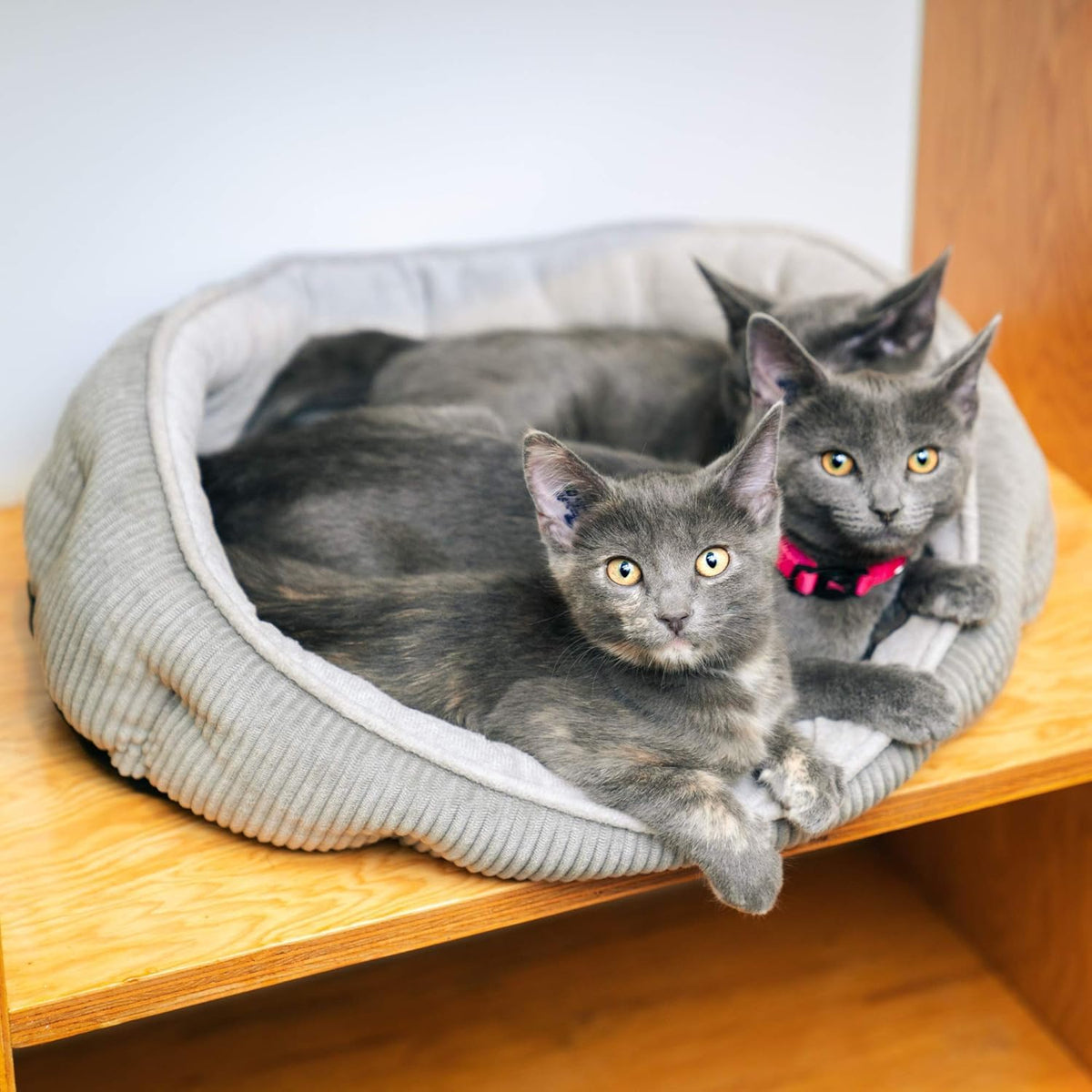 Pet Craft Supply Cat Bed for Indoor Cats - Kitten Bed - Machine Washable - Ultra Soft - Self Warming - Refillable Catnip Pouch,Grey,19x14x5 Inch (Pack of 1)