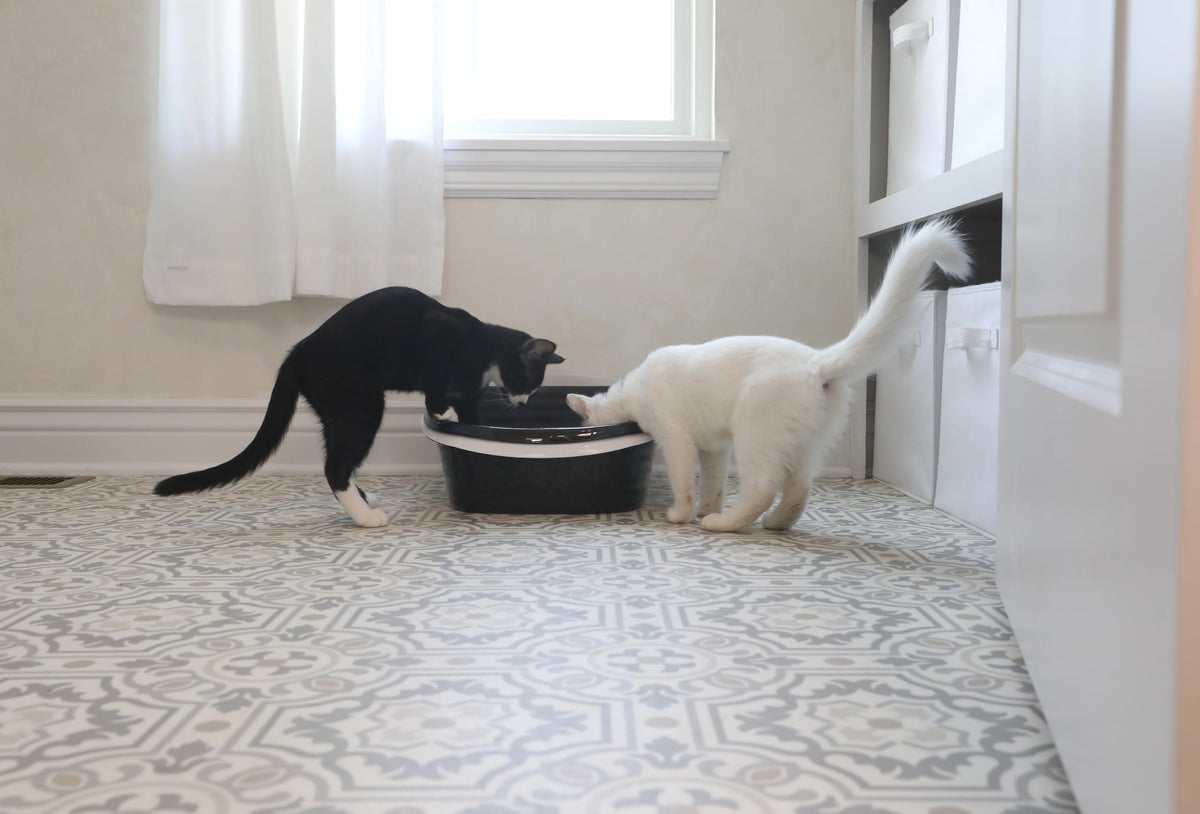 Arm and Hammer Large Sifting Cat Litter Box with Microban