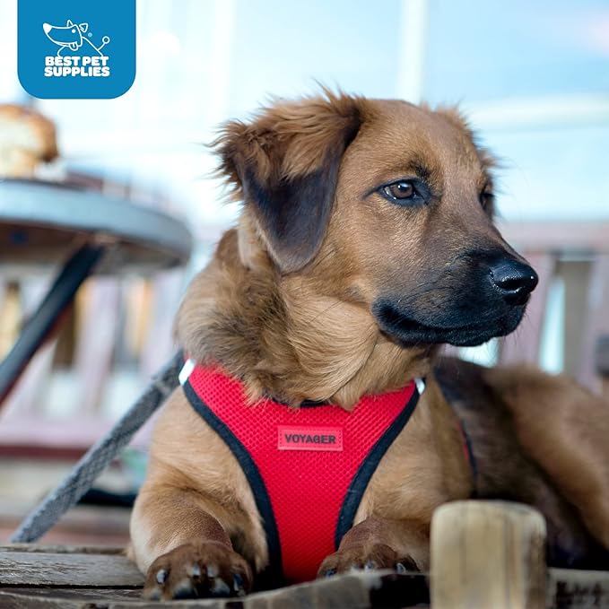 Best Pet Supplies Voyager Step-in Air Harness - All Weather Mesh, Reflective, No Pull Harness for Dogs, Cats - Secure with Hook & Loop Fastener, Buckle, Double D-Rings - Red/Black Trim, XXXS