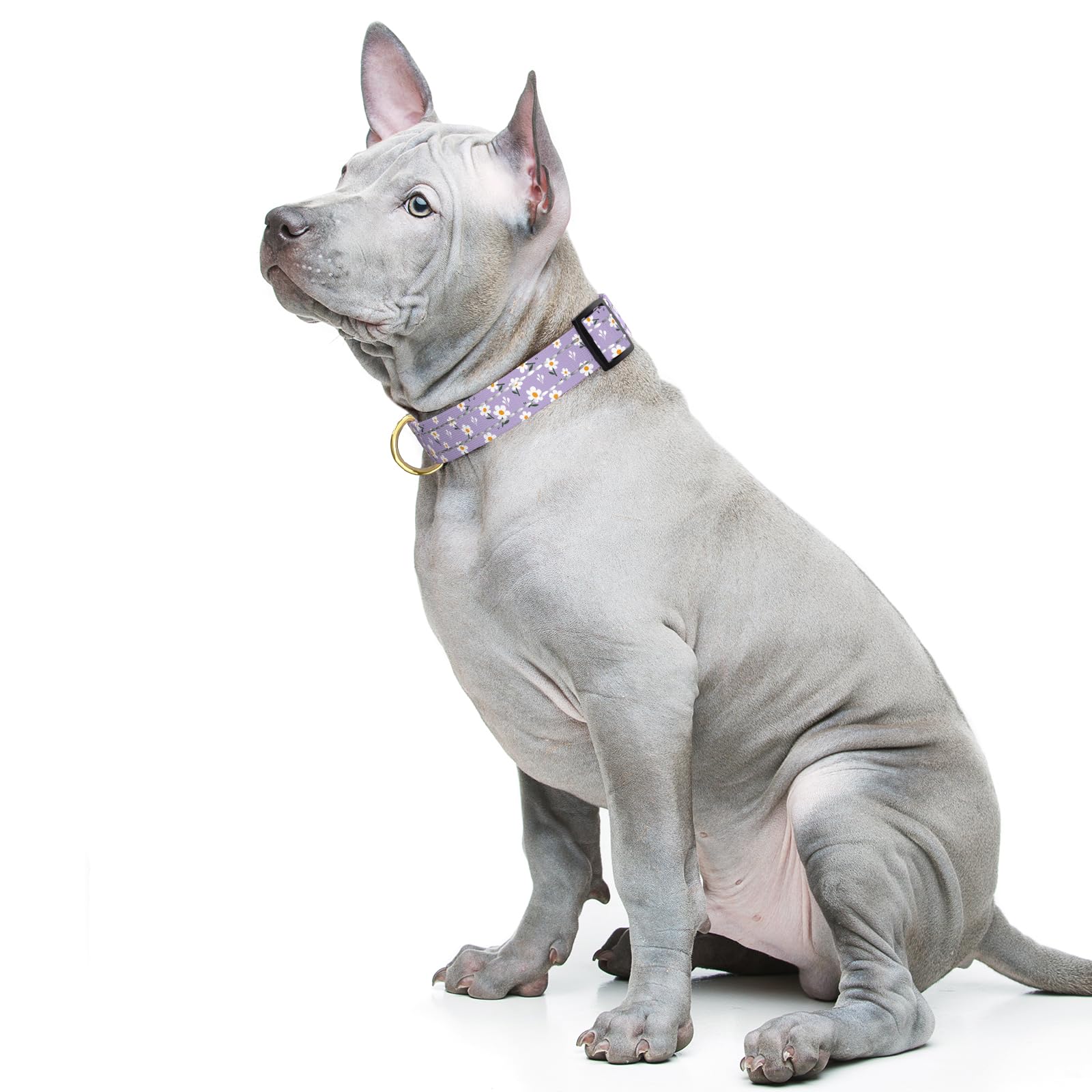 TMOODEL Reflective Adjustable Dog Collar for Medium Dogs,Purple Flower, M