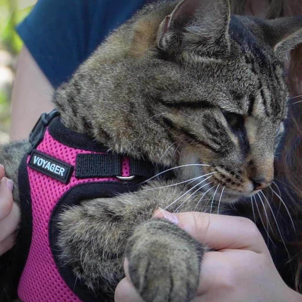 Voyager Escape-Proof Step-in Lock Cat Harness & 5ft Neoprene-Handle Leash Set All-Weather Mesh with Reflective Stitching for Small to Large Cats by Best Pet Supplies, Fuchsia/Black Trim, XXXS