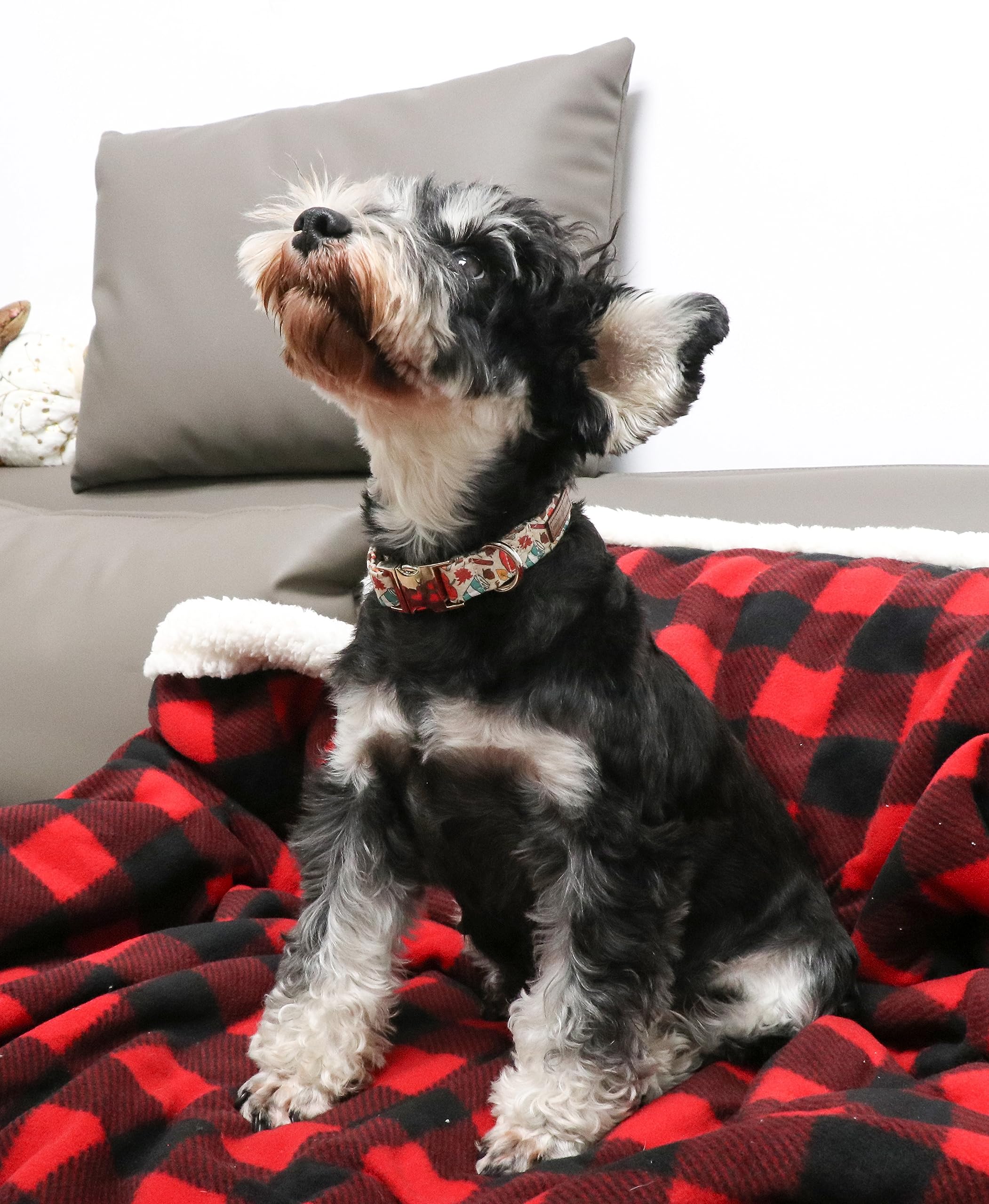 Unique style paws Halloween Dog Collar Metal Buckle Pumpkin Collar Gift Durable Cute Collar for Small Medium Large Boys Girls Dogs