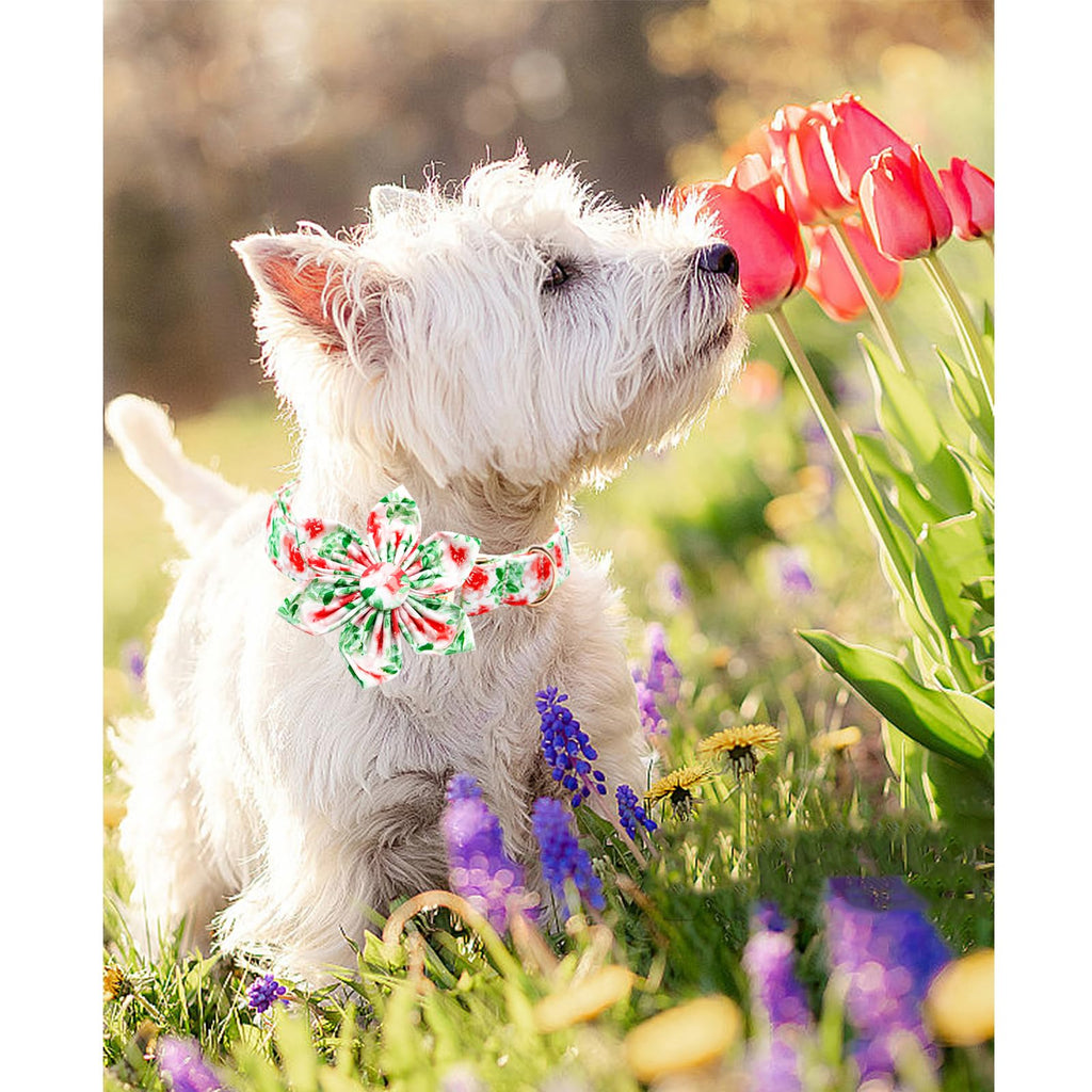 Lionheart glory Dog Collar Flowers Collar Floral Dog Collar with Flower Spring Summer Cute Collar Dog Boy or Girl Dog Collars Soft Durable Adjustable Dog Collars for Small Dogs, Red Roses