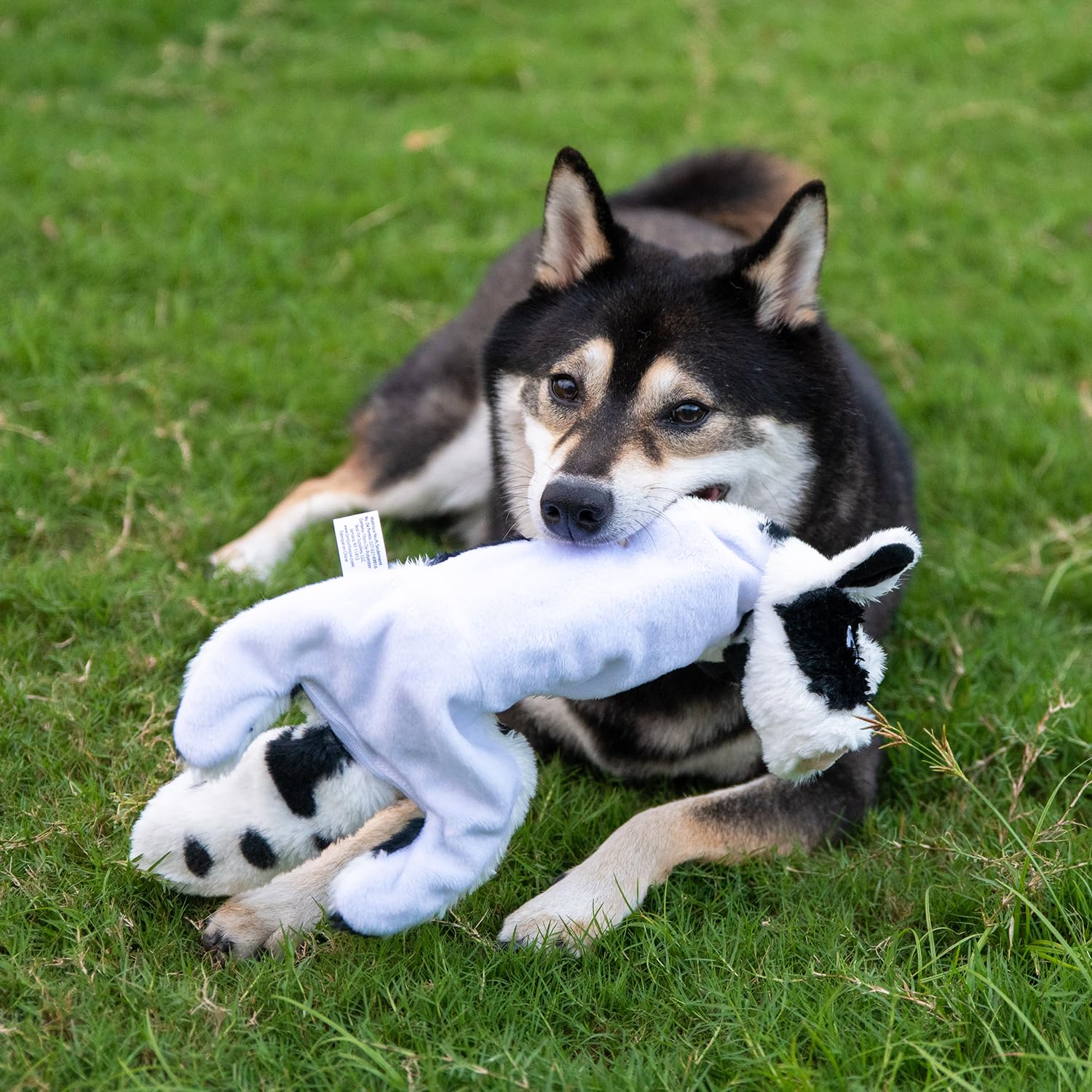 Best Pet Supplies Squeaky Dog Toys with Soft Durable Fabric for Small, Medium and Large Pets Interactive Toy for Indoor Play, Supports Active Biting and Play - Sheep, Cow, Medium