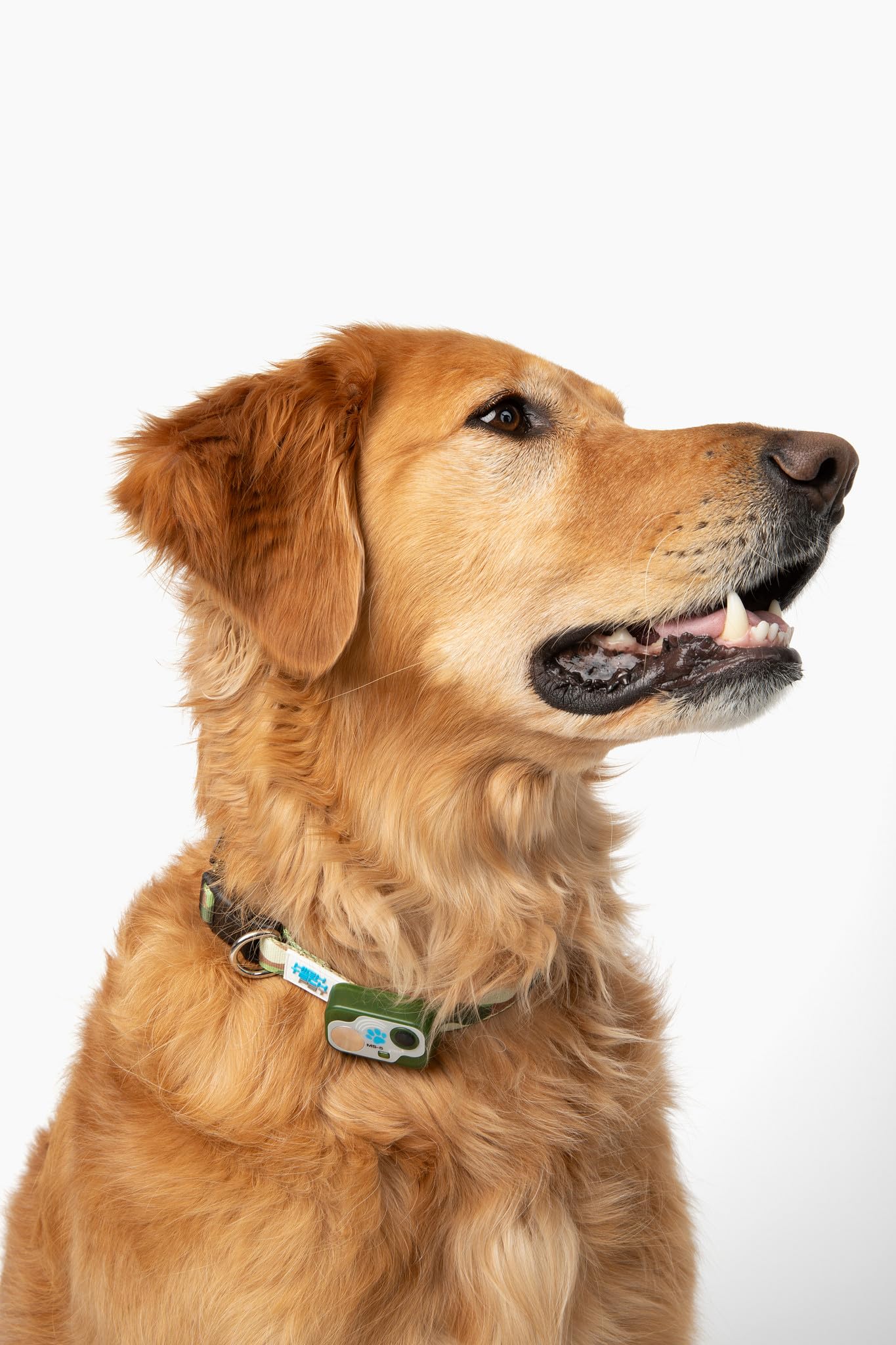 Genuine MS-5® Designer Series Automatic Pet Door Collar Tested & Certified by High Tech Pet for Dogs and Cats - Complies with Power Pet Door Performance Warranty, Waterproof (CAMO, Dog)