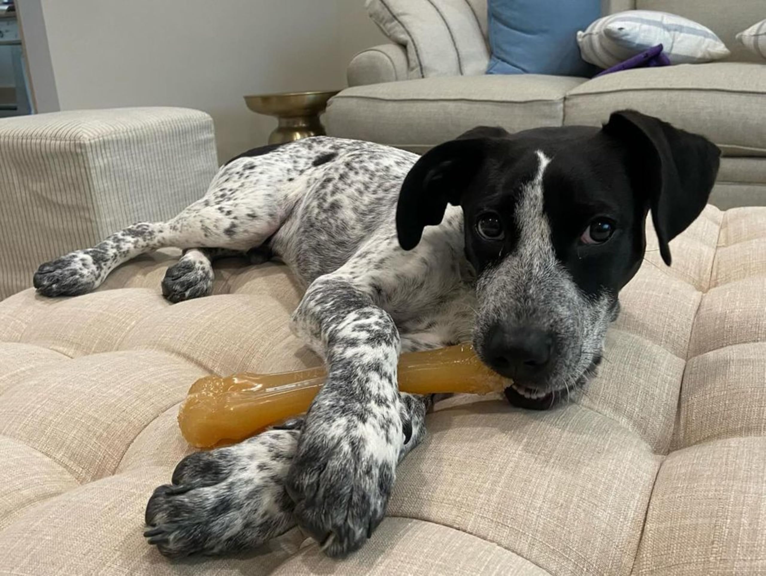 Nylabone Flexi Chew Gumabone Dog Chew Toy, Chicken Flavor, X-Large