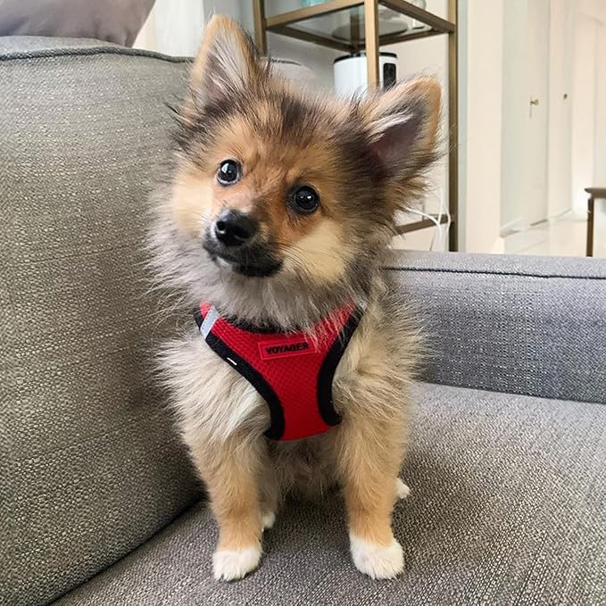 Best Pet Supplies - All Weather Mesh / Plush, Reflective, No Pull Harness for Small, Medium Dogs, Cats - Secure with Hook & Loop Fastener, Buckle, Double D-Rings - Red/Black Trim, S