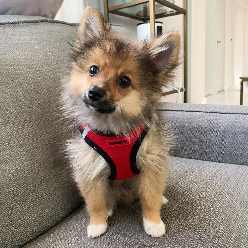 Voyager Step-in Air Dog Vest Harness - Red/Black Trim, Large