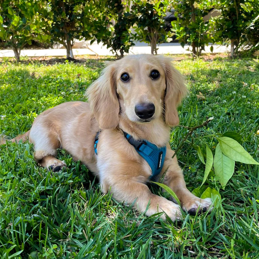 Voyager Step-in Lock Dog Harness - Turquoise, X-Small