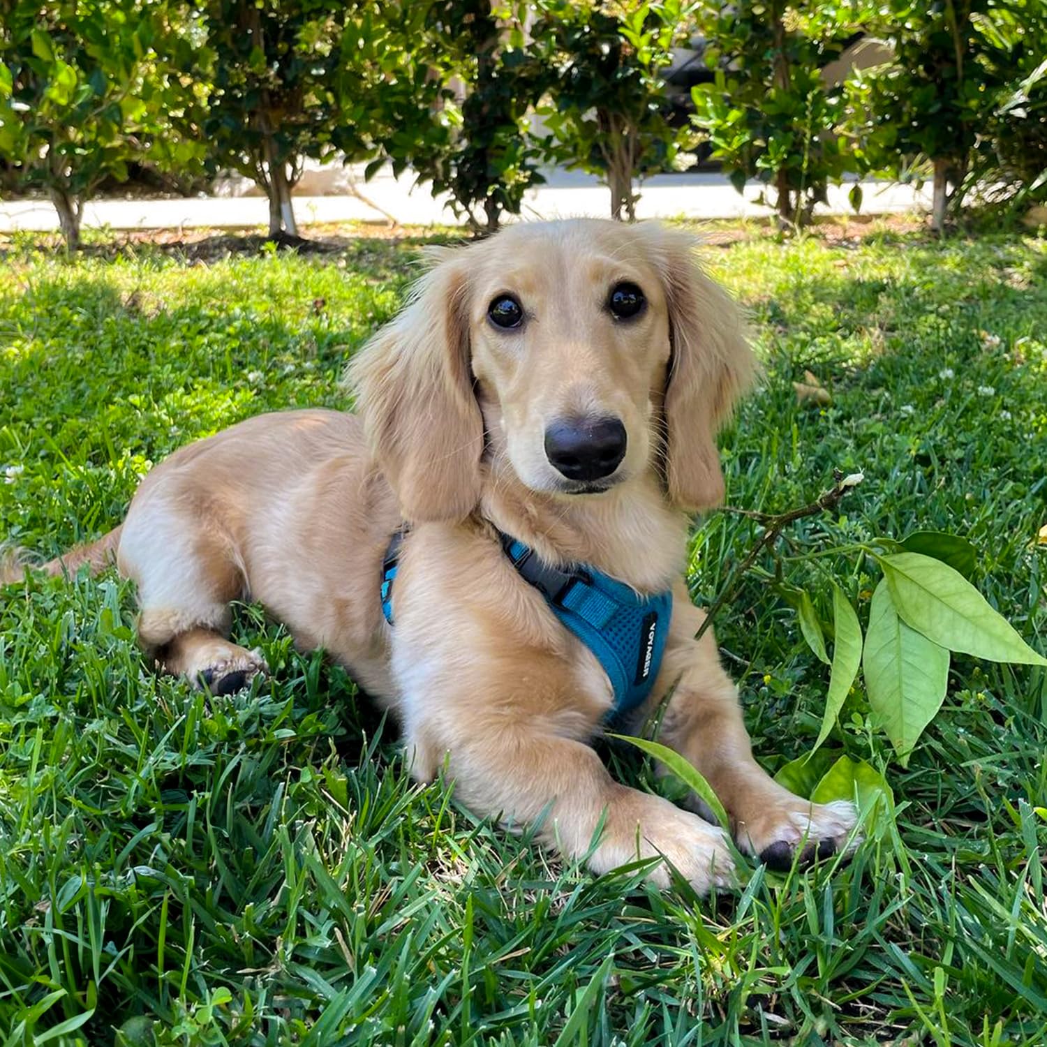 Voyager Step-in Lock Dog Harness - Turquoise, X-Small