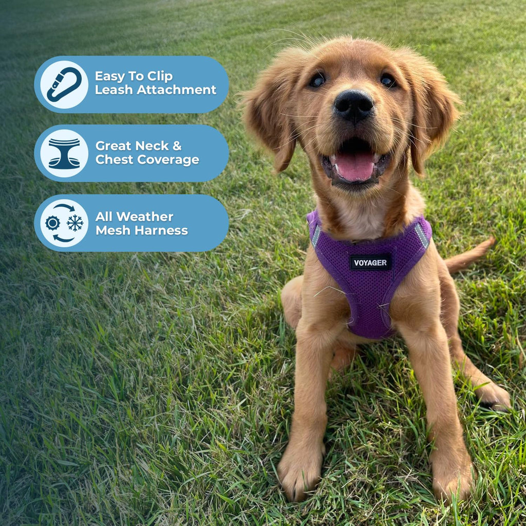 Best Pet Supplies Voyager Step-in Air All Weather Mesh Harness and Reflective Dog 5ft Leash Combo with Neoprene Handle, for Small, Medium and Large Breed Puppies - Purple, Medium
