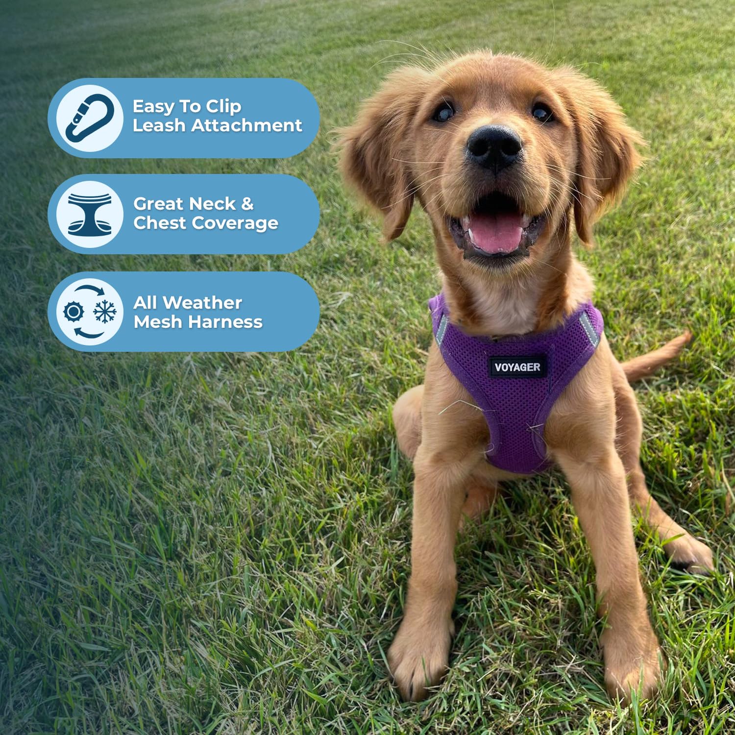 Best Pet Supplies Voyager Step-in Air All Weather Mesh Harness and Reflective Dog 5ft Leash Combo with Neoprene Handle, for Small, Medium and Large Breed Puppies - Purple, Medium