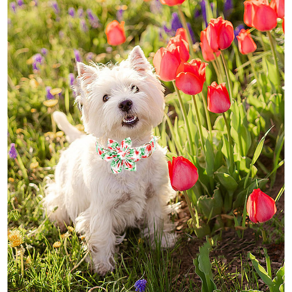 Lionheart glory Dog Collar Flowers Collar Floral Dog Collar with Flower Spring Summer Cute Collar Dog Boy or Girl Dog Collars Soft Durable Adjustable Dog Collars for Small Dogs, Red Roses