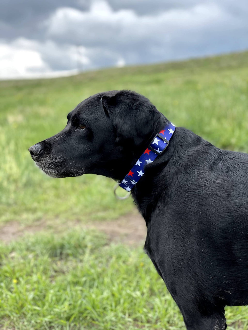 Native Pup American Flag Dog Collar- Red White and Blue- Patriotic Collars for 4th of July, USA- Adjustable Small, Medium, Large Breed Dogs (Small, Red & White Stars)