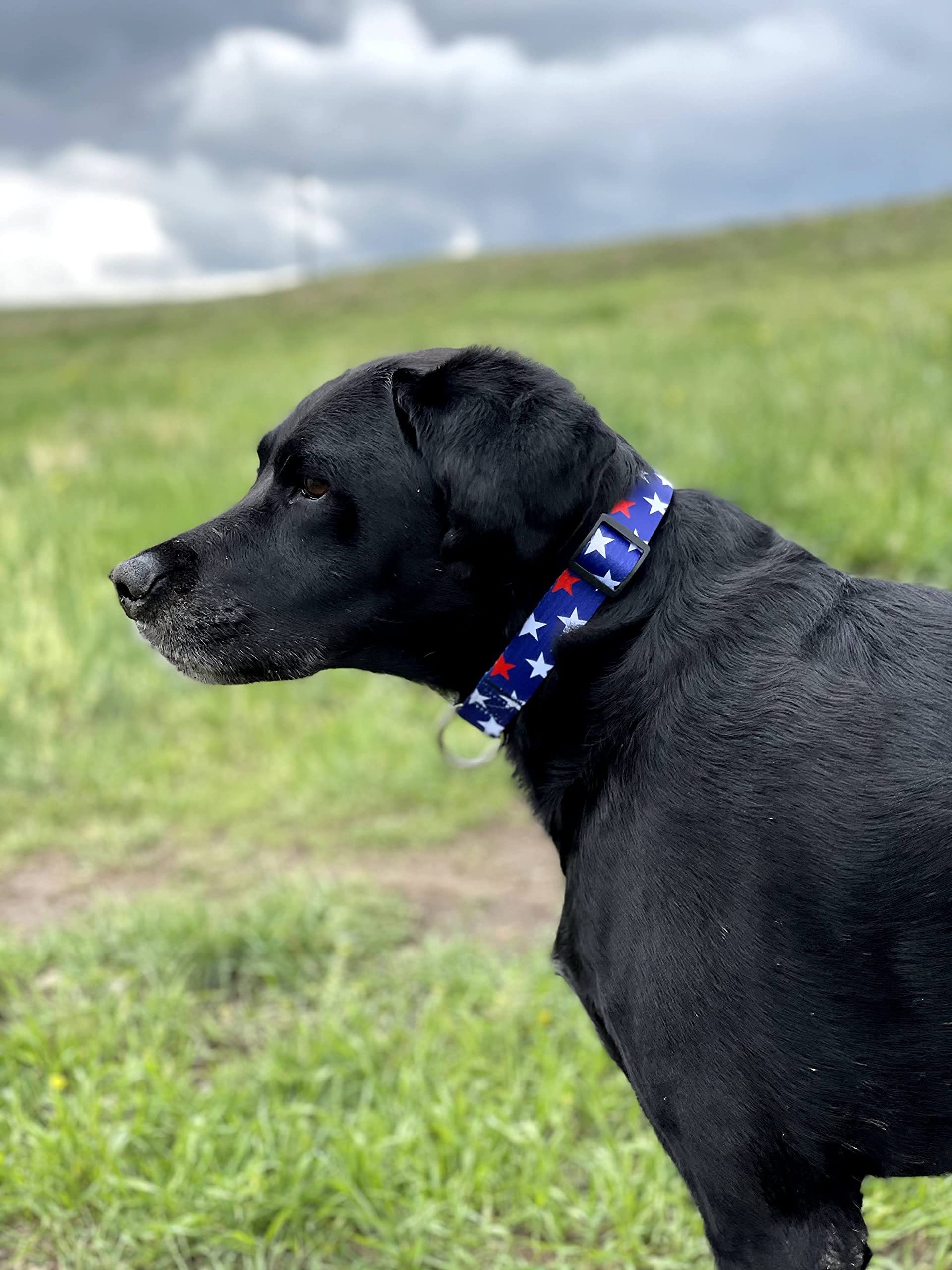 Native Pup American Flag Dog Collar- Red White and Blue- Patriotic Collars for 4th of July, USA- Adjustable Small, Medium, Large Breed Dogs (Small, Red & White Stars)