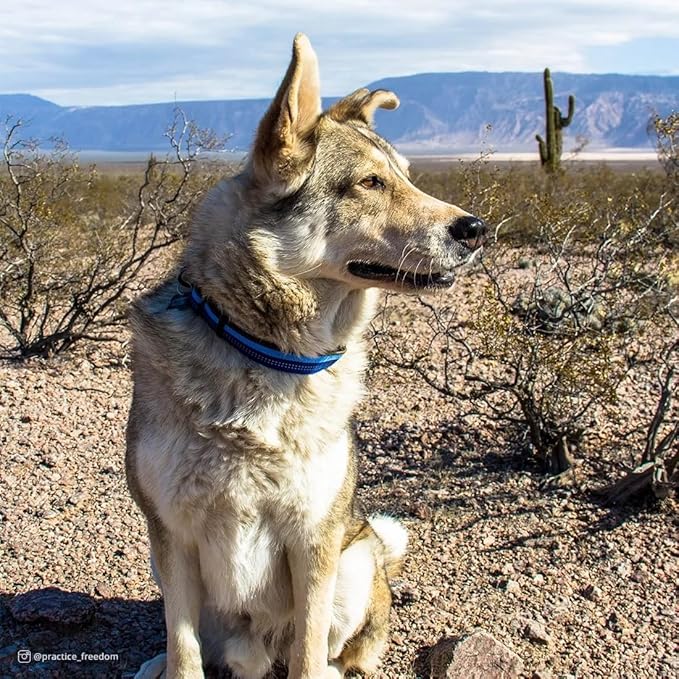 Coastal Pet K9 Explorer Reflective Adjustable Dog Collar - Comfortable Collar for the Outdoors - Durable, Lightweight Accessory with Side-Release Buckle - Berry, 5/8" x 10-14"