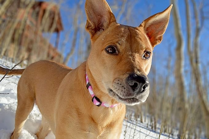 Native Pup Valentine’s Dog Collar- Valentines Day Pet Collars- Valentine Girly Hearts- Pink Red Heart- Cute Boy Girl Puppy Gift- Adjustable for Small, Medium, Large Breeds (Pink Heart, Medium)