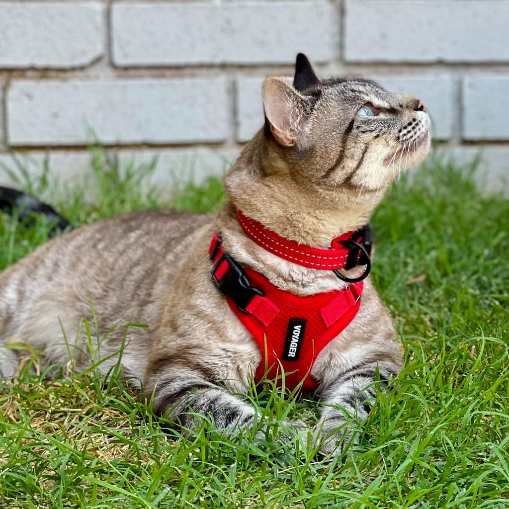 Voyager Escape-Proof Step-in Lock Cat Harness & 5ft Neoprene-Handle Leash Set All-Weather Mesh with Reflective Stitching for Small to Large Cats by Best Pet Supplies, Red, XXXS