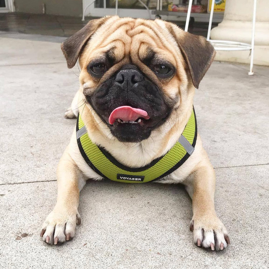 Best Pet Supplies Voyager Step-in Air All Weather Mesh Harness and Reflective Dog 5ft Leash Combo with Neoprene Handle, for Small, Medium and Large Breed Puppies - Lime/Black Trim, XX-Small
