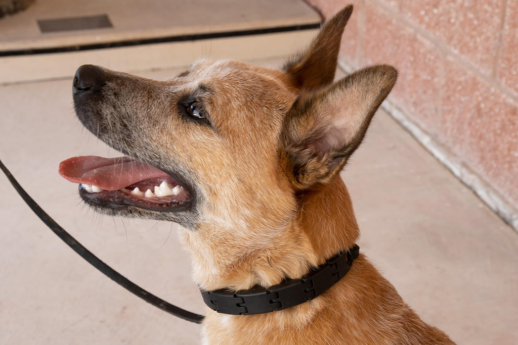 Starmark Pro-Training Dog Collar Small