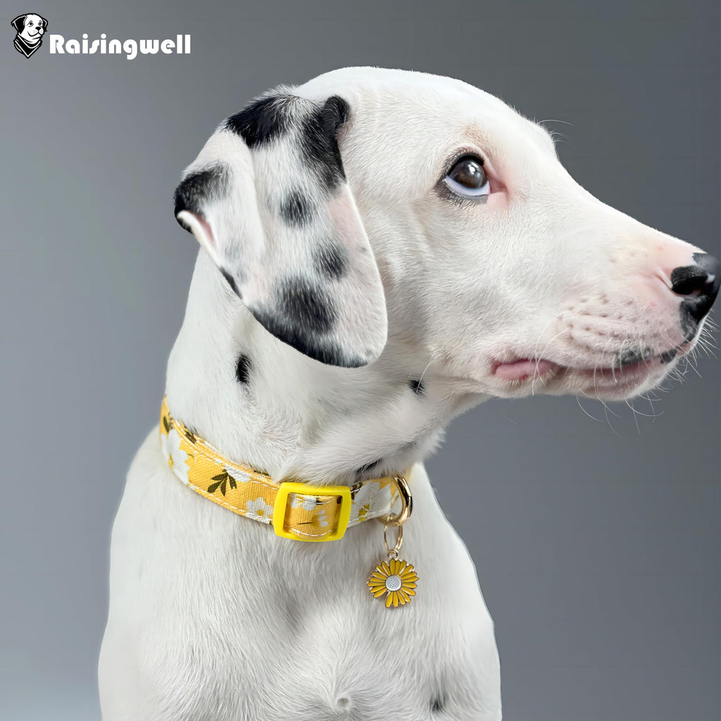 Raisingwell Cotton Dog Collar Yellow Flower Pattern for Boys and Girls Cute Dog Collars Summer Fall Gift Adjustable for Medium to X-Large Breed Dogs (L)