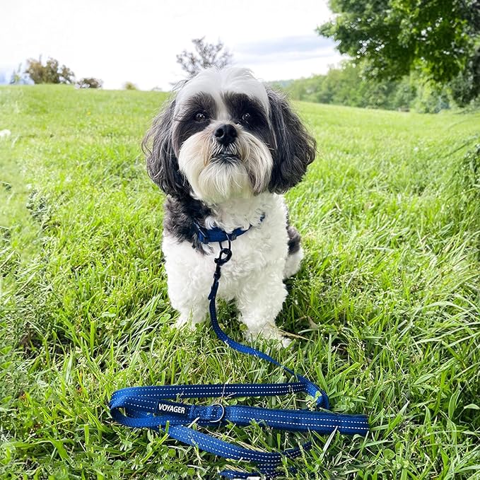 Best Pet Supplies Voyager Reflective Dog Leash or Collar with Neoprene Handle, for Small, Medium, and Large Breed Puppies, Cute and Heavy Duty for Walking, Running and Training - Royal Blue Leash, L