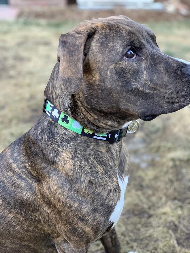 Native Pup St Patricks Dog Collar- Saint Patrick Green Shamrock Pet Collars- St. Patrick’s Lucky Irish- Cute Boy Girl Puppy Gift- Adjustable for Small, Medium, Large Breeds (Patterned Shamrock, Small)