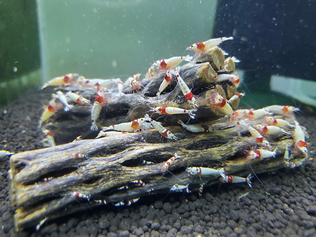 SoShrimp Natural Cholla Wood for Aquarium Decoration Shrimp and Fish Tank (6 Inch (5 Pack))