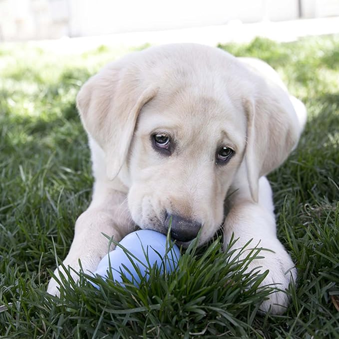 KONG Puppy - Natural Teething Rubber Chew Toy for Dogs - Stuffable Dog Toy for Extended Playtime - Chew & Fetch Toy for Puppies - for Medium Puppies - Blue