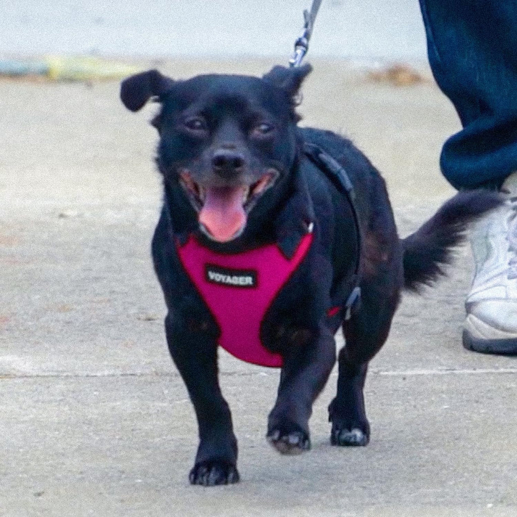 Voyager Step-in Lock Dog Harness - Fuchsia/Black Trim, X-Small