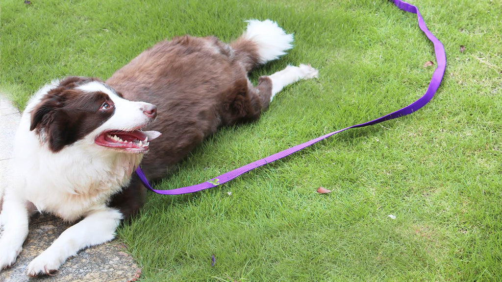 AMAGOOD Dog/Puppy Obedience Recall Training Agility Lead-15 ft 20 ft 30 ft 50 ft Long Leash-for Dog Training,Tie Out,Play,Safety,Camping (30Feet x 1Inch, Purple)