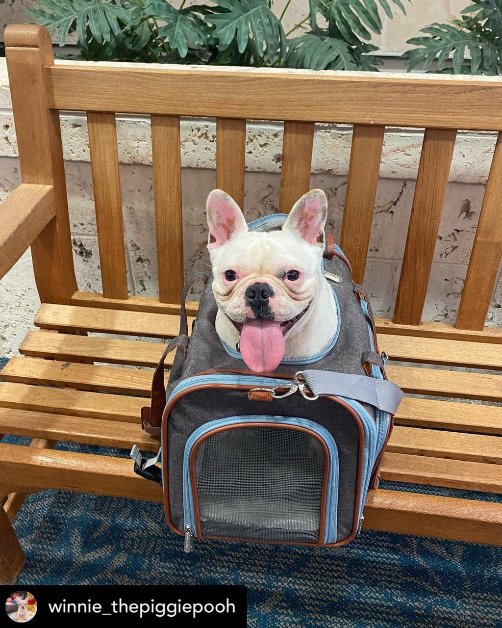 Mr. Peanut's Gold Series Big Apple XL Expandable Pet Carrier V3.0 (Deja Blue)