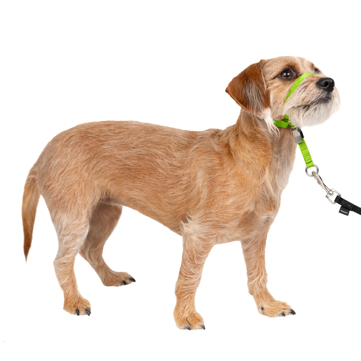 PetSafe Gentle Leader No Pull Dog Headcollar, Apple Green, Medium