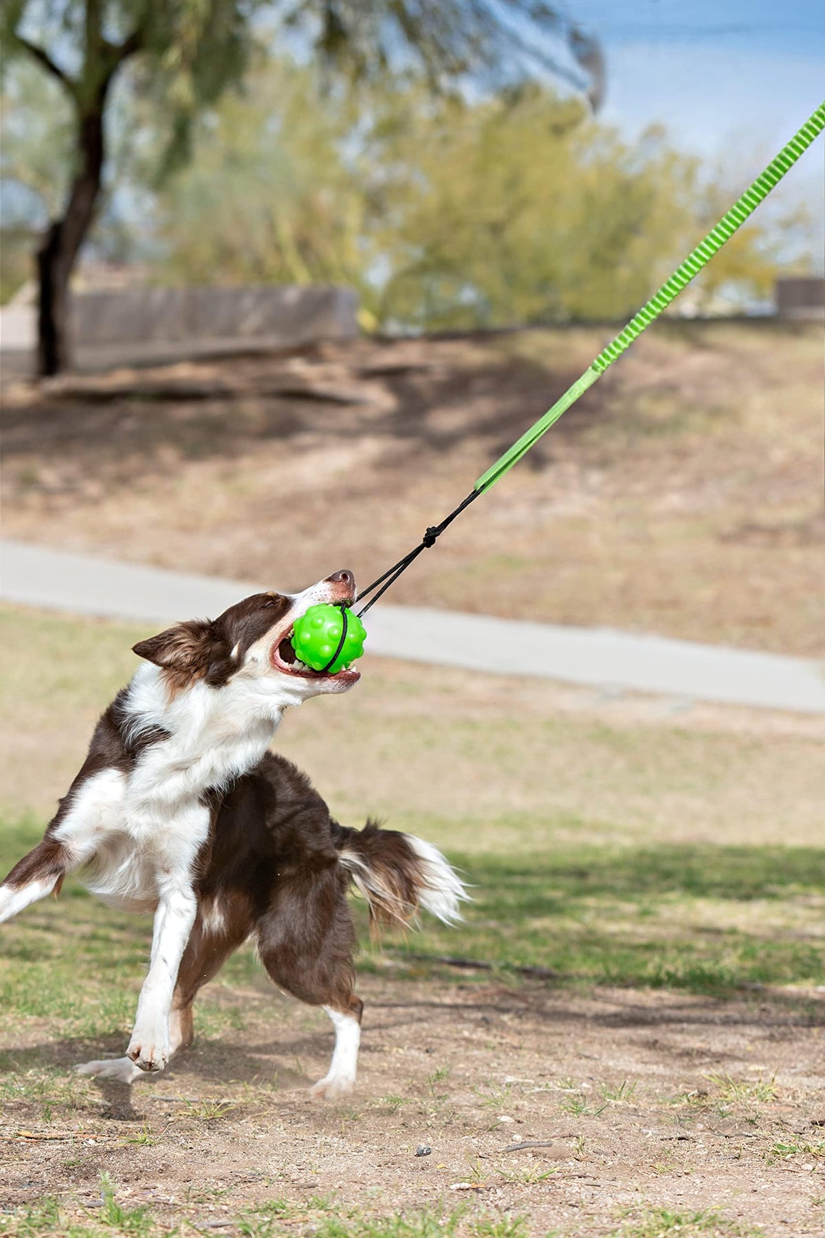 Jolly Pets Tree Tugger Interactive Bungee Dog Toy, Green