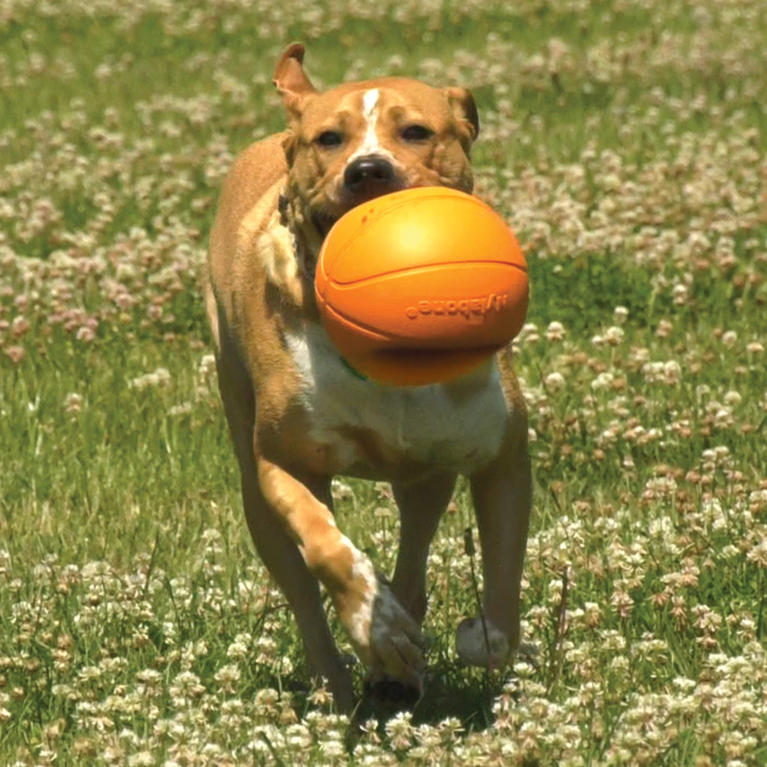Nylabone Power Play Basketball Gripz Dog Play Toy, Medium