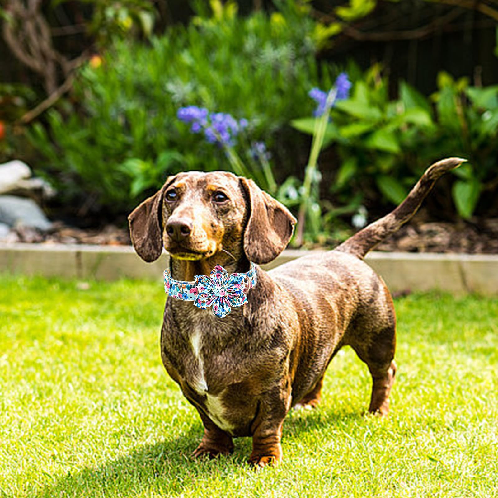 Lionheart Glory Floral Dog Collar - Cute, Soft & Durable Adjustable Collar for Small Dogs
