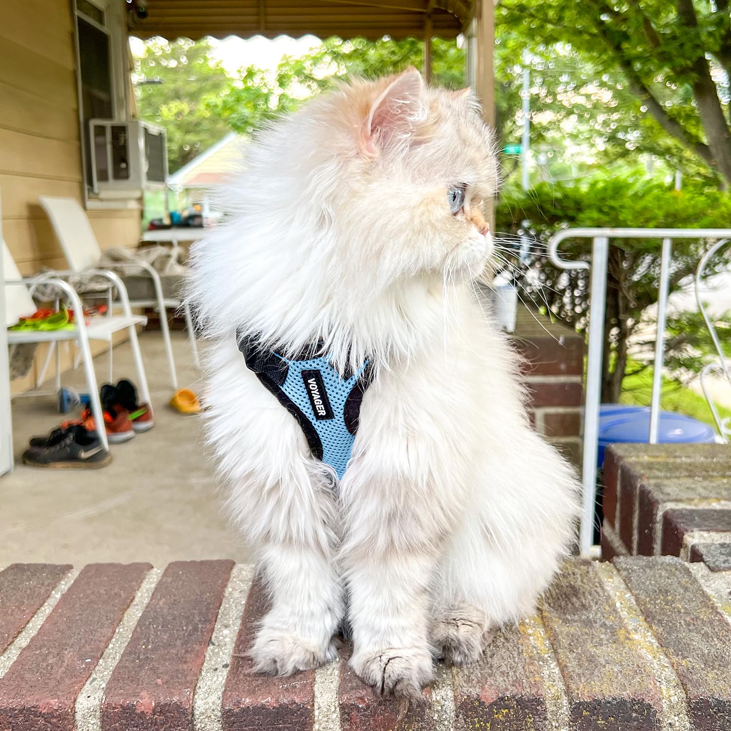 Voyager Escape-Proof Step-in Lock Cat Harness & 5ft Neoprene-Handle Leash Set All-Weather Mesh with Reflective Stitching for Small to Large Cats by Best Pet Supplies, Baby Blue/Black Trim, XS