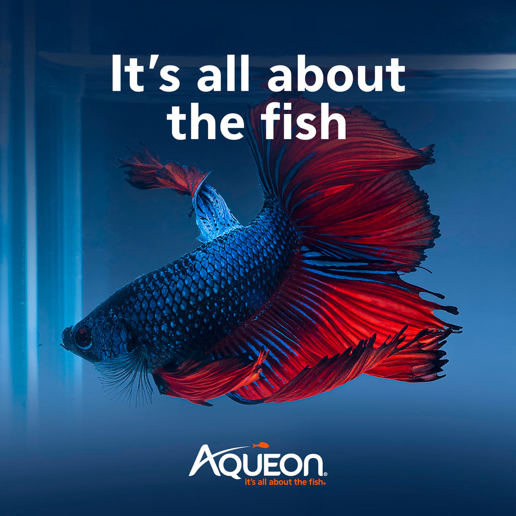 Aqueon PURE Betta Beads, Water Care for Unfiltered Aquariums, Maintains Clear Water and Helps Breakdown Organic Sludge, Black & White