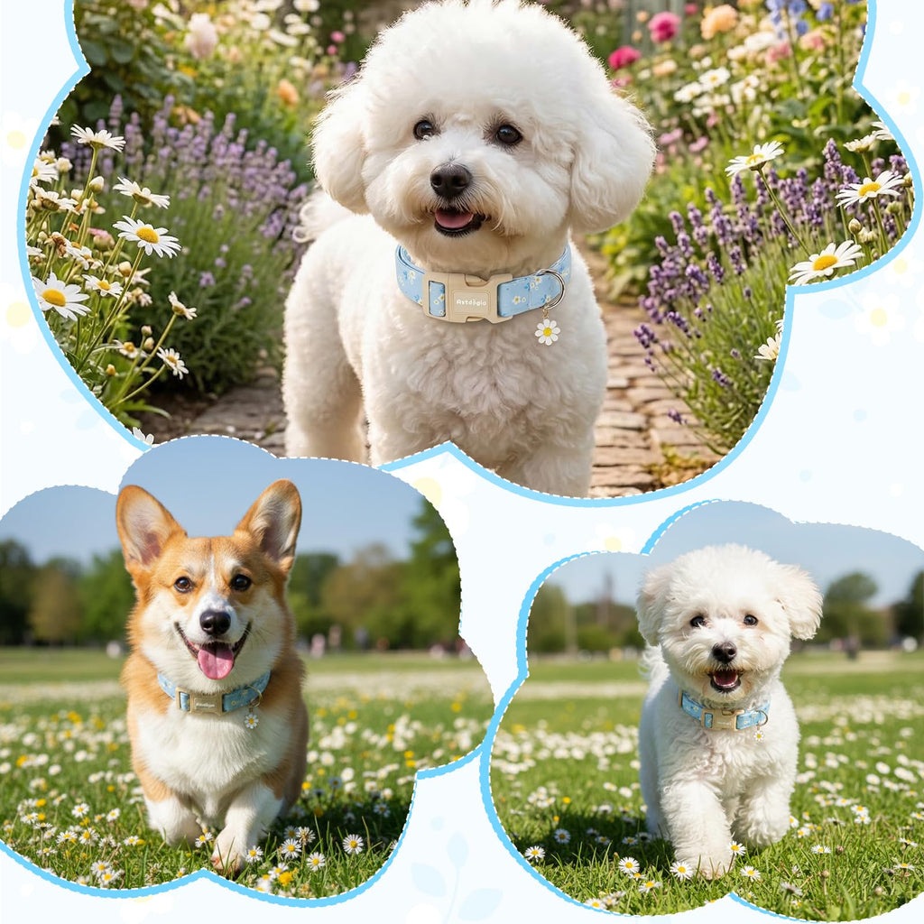 Astdogio Dog Collar for Small Medium Large Dogs, Spring Blue Dog Collars with White Flowers, Adjustable Cotton Dog Collars, Cute Girl or Boy Dog Collar Ideal for Gifts,Pet Accessory,L