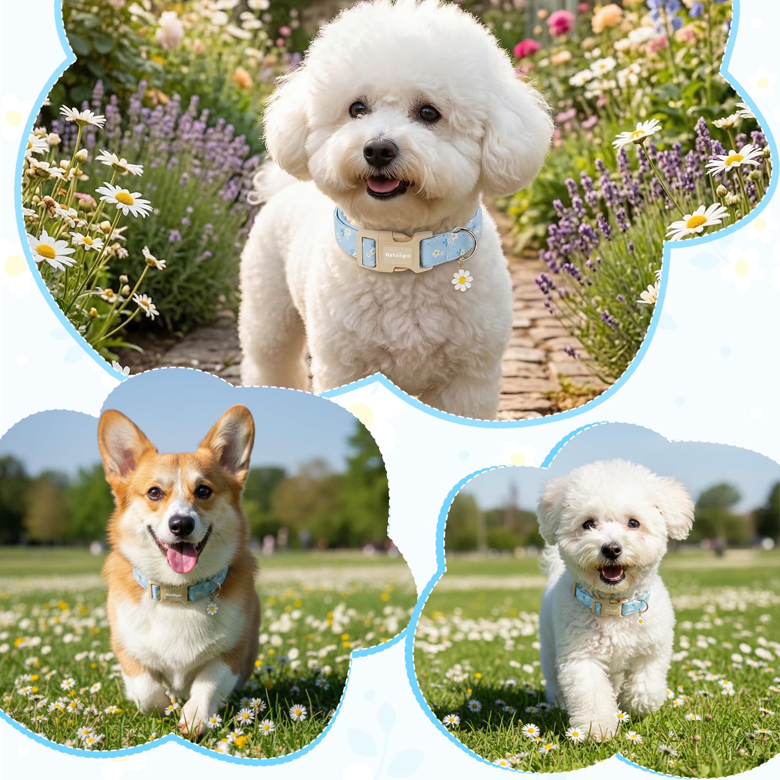 Astdogio Dog Collar for Small Medium Large Dogs, Spring Blue Dog Collars with White Flowers, Adjustable Cotton Dog Collars, Cute Girl or Boy Dog Collar Ideal for Gifts,Pet Accessory,L