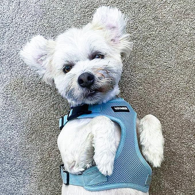 Voyager Step-in Pet Harness - All Weather Mesh, Adjustable Step in Harness for Cats and Dogs by Best Pet Supplies - Baby Blue, XS