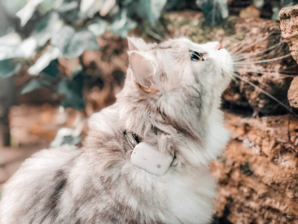 Girafus Pro-Track-tor - Ultra-Lightweight Cat Finder (ONLY 0.28oz) - No Monthly Fees - 1600ft Range RF Tracker - Works Where GPS Fails - Find Hidden Cats Anywhere